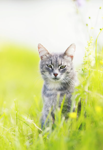 草丛里面的猫咪