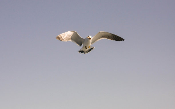展翅欲飞的海鸥
