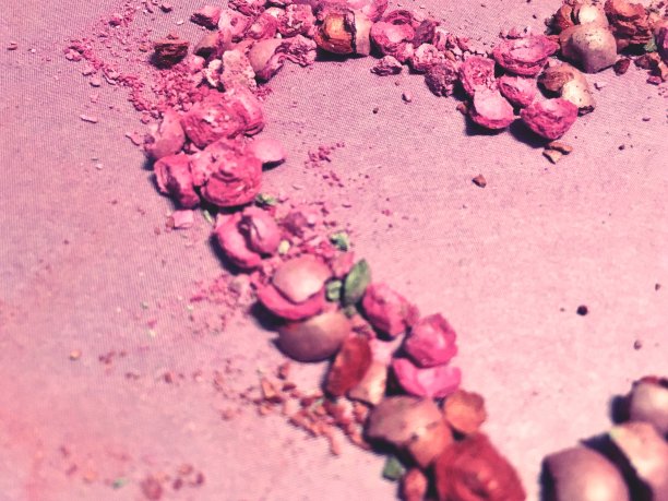 心型人类心脏图片