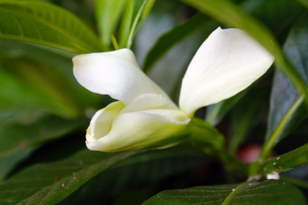 栀子花海报