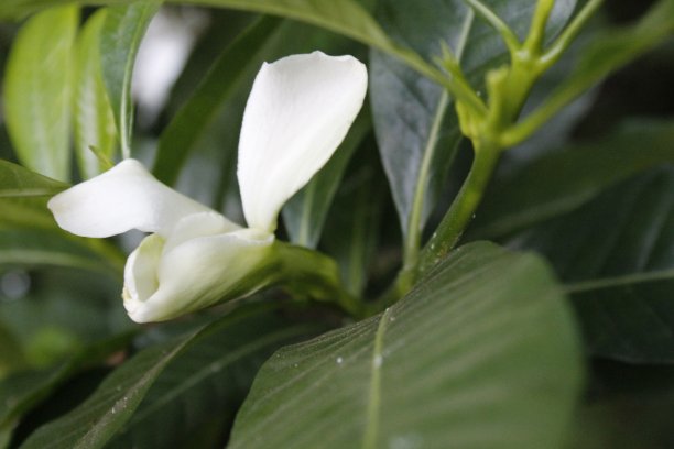 栀子花海报