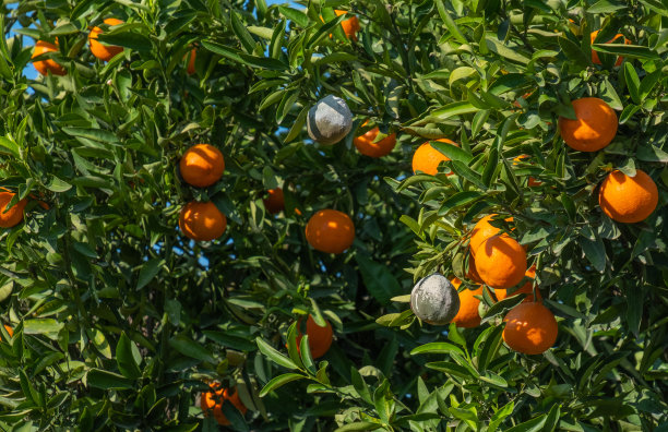 生病的橘子树