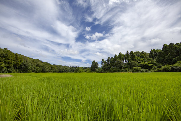 日本稻田灌溉设施