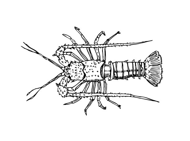 龙虾综合刺身