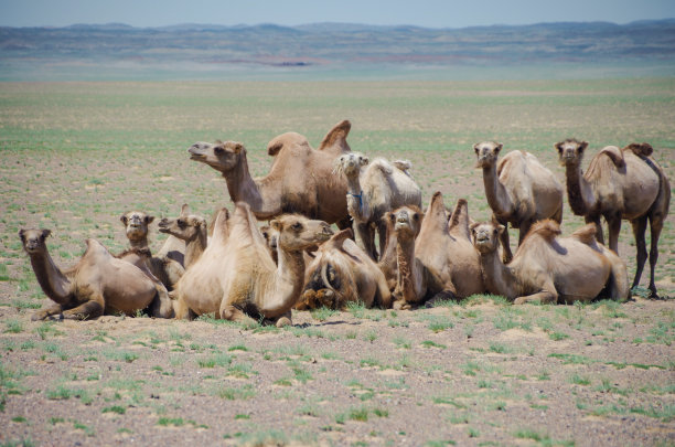 野骆驼群