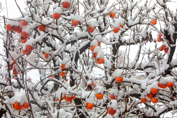 雪天柿子树