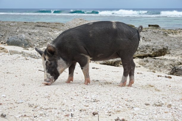 猪肉 海岸线