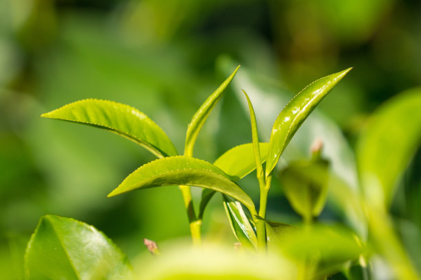 茶叶宣传册