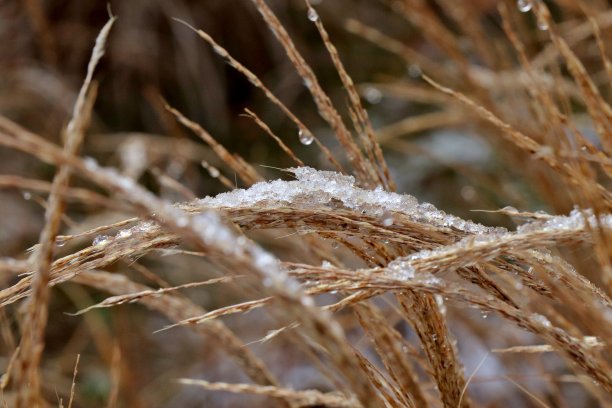 冬季小麦积雪融化