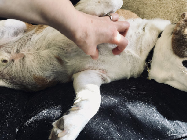 狗比格犬图片