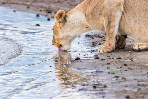 饮水的狮子