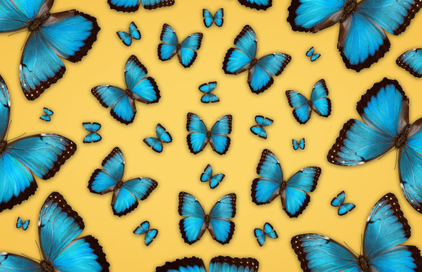 一堆蝴蝶实拍