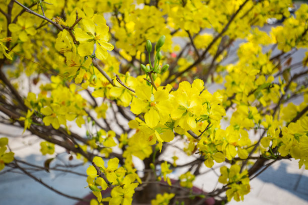 春节花坛