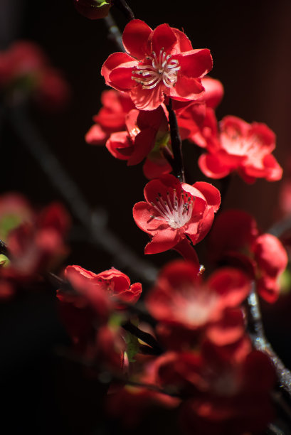 春节喜庆红色发光背景