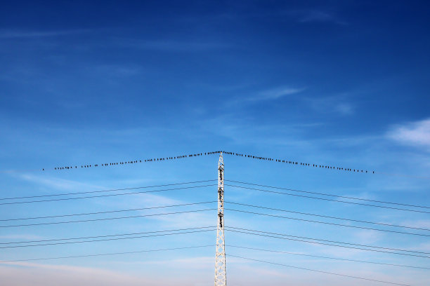 一群鸟站在电线上