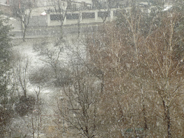 下雪的冬天雪松和房子