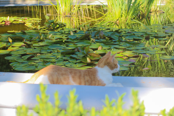 荷花和猫