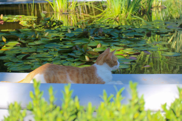 荷花和猫