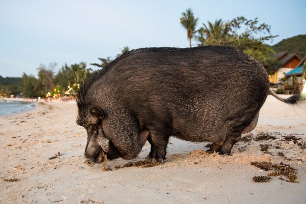 猪肉 海岸线