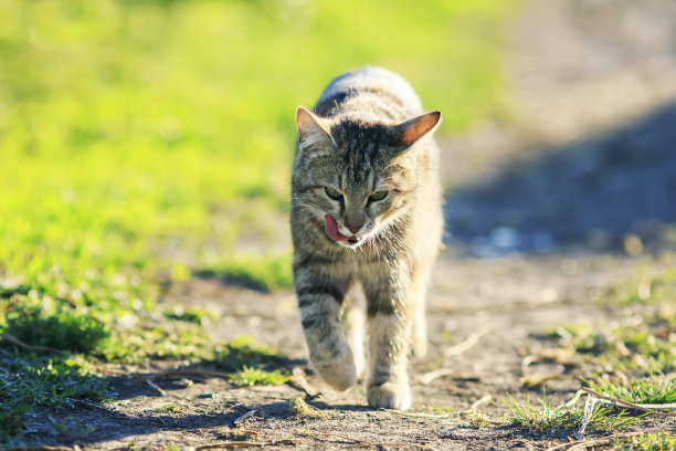 草丛里面的猫咪