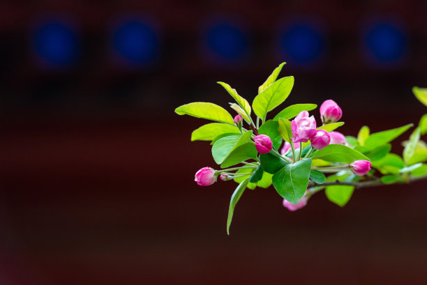 故宫春天的海棠花