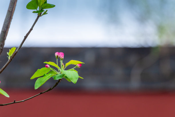 故宫春天的海棠花