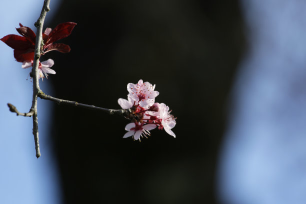 暗色调粉色梅花