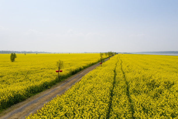 杨柳与油菜花