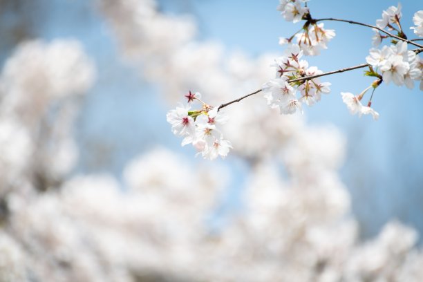 南京樱花