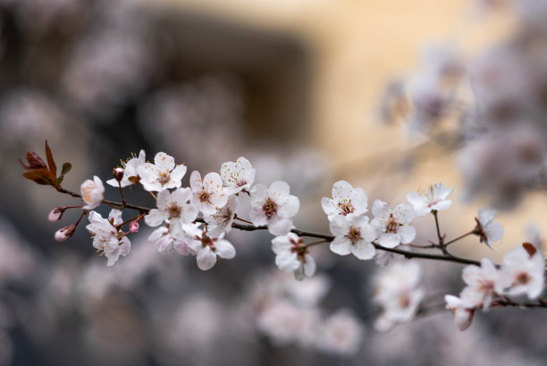 樱花盛开武汉樱花景色