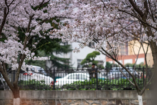 樱花盛开武汉樱花景色