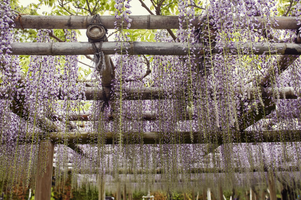 开花的紫藤