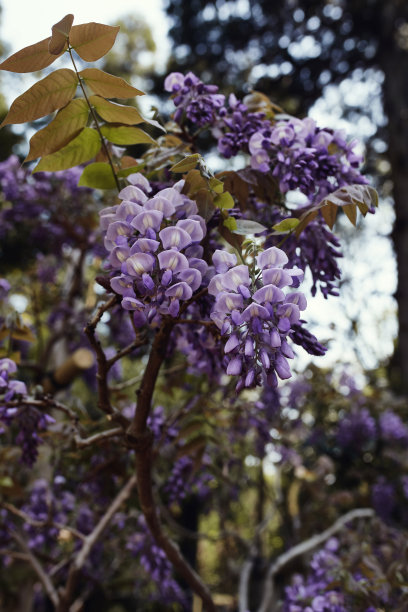 开花的紫藤