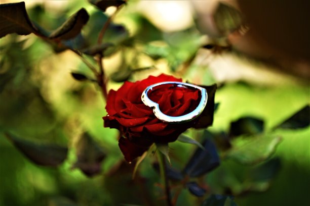 心形玫瑰花瓣七夕爱情