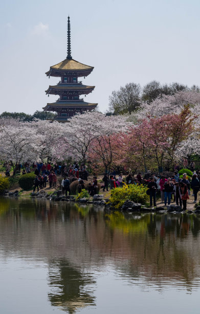 东湖樱花