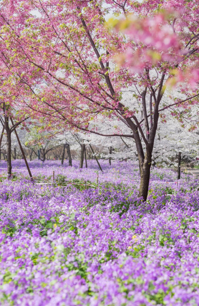 武汉樱花