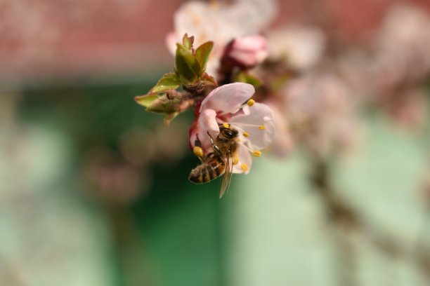 树干上的桃花