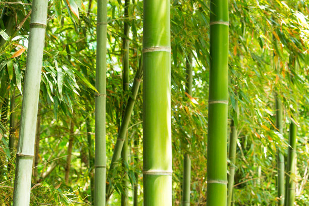 绿色竹子背景静