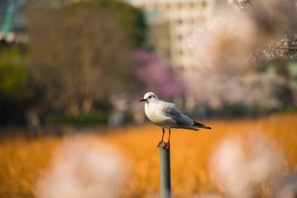 海鸥樱花