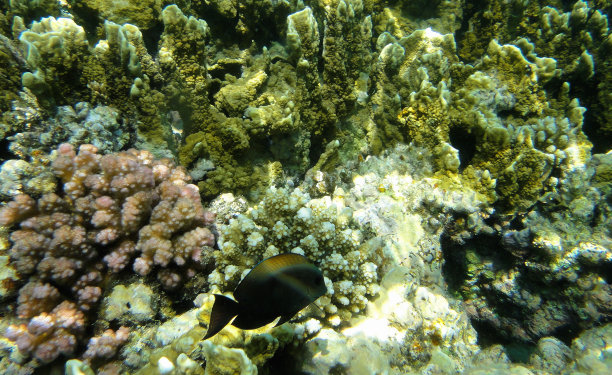 深海植被