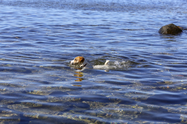 水中训练的狗