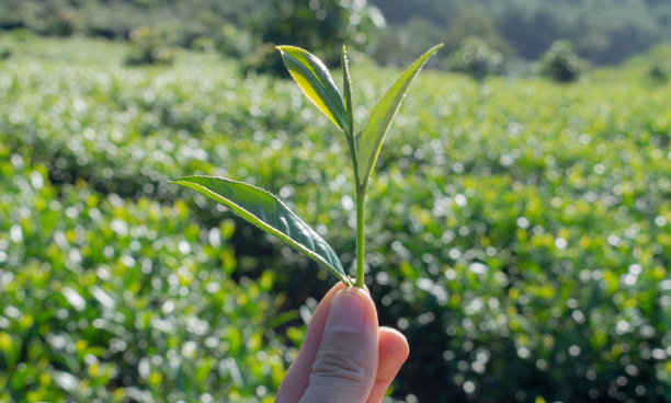 品质茶叶包装