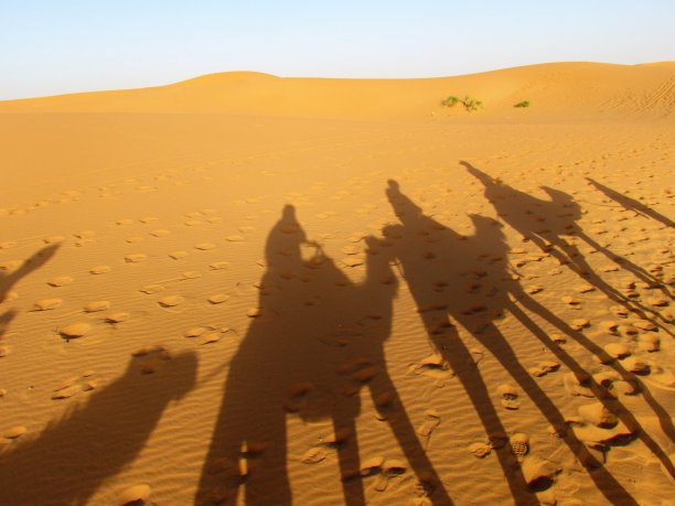 骆驼土地荒漠化