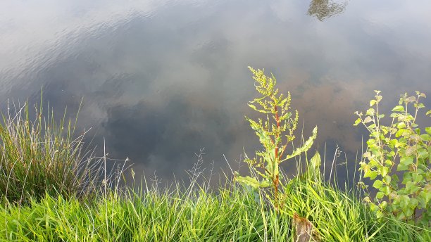 河边清草