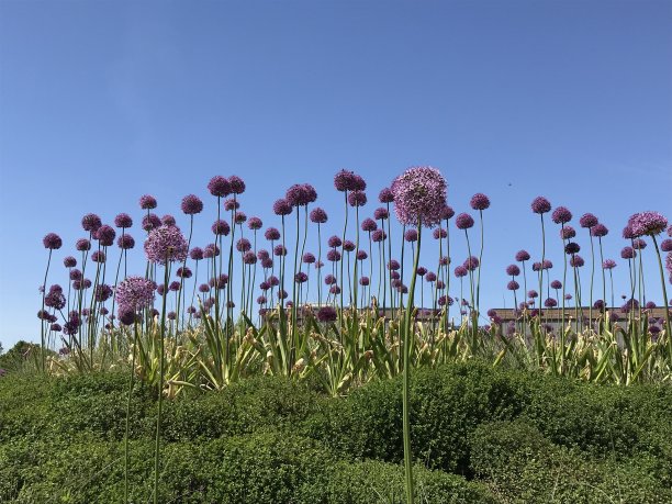 城市山花画