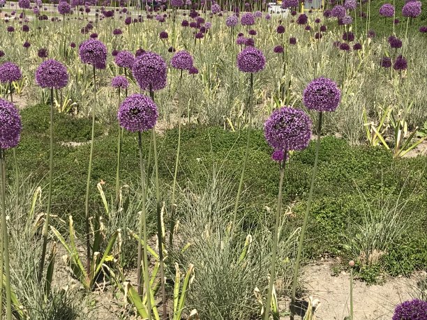 城市山花画