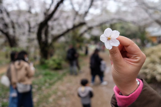 春天樱花活动拍照拍摄