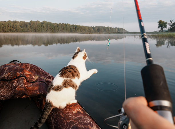猫和鱼的旅行