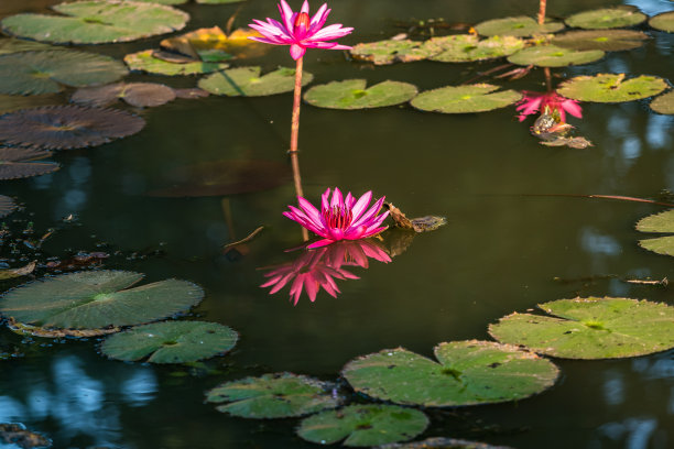 莲花沙石