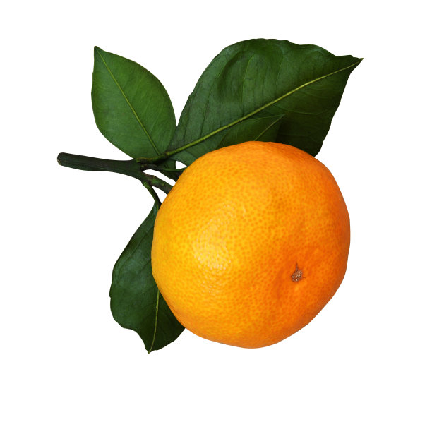 去底柑橘